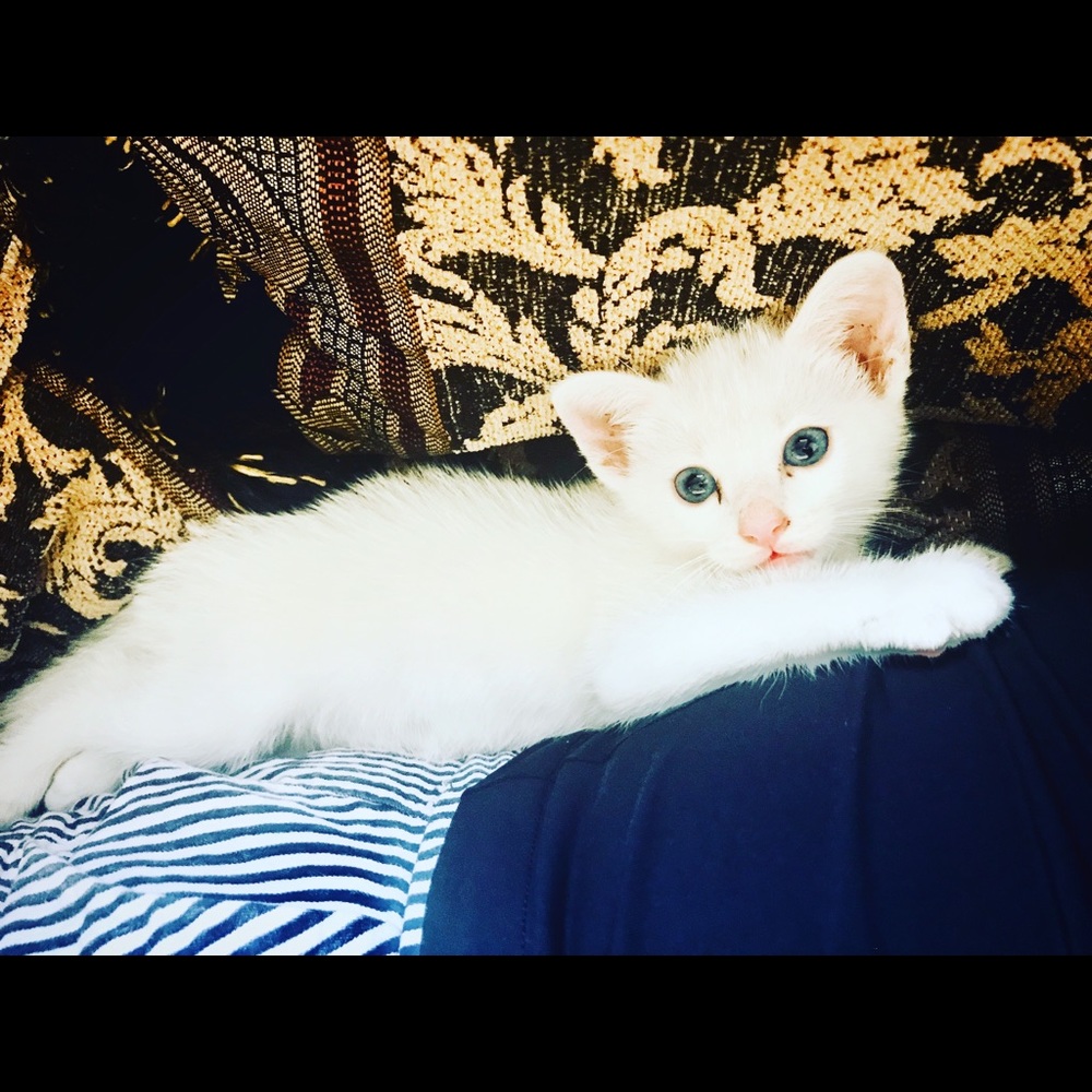 Meet your Posher, Diana